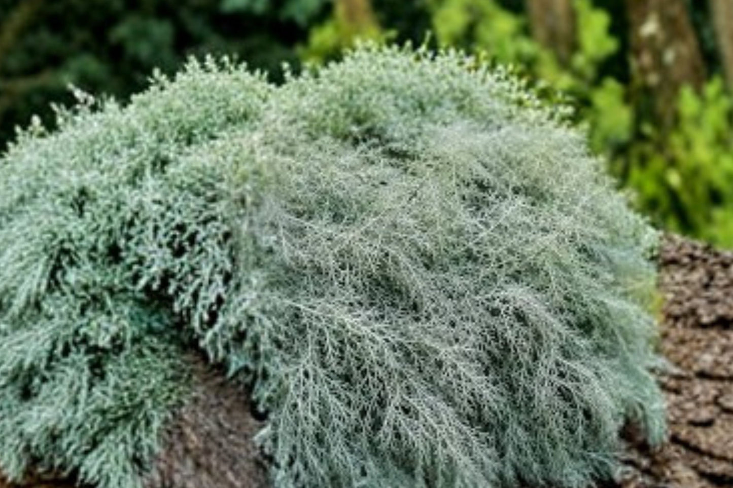 Canyon Gray Artemisia Live Plant | Artemisia californica 'Canyon Gray' | Silver Ground Cover Drought Tolerant Perennial