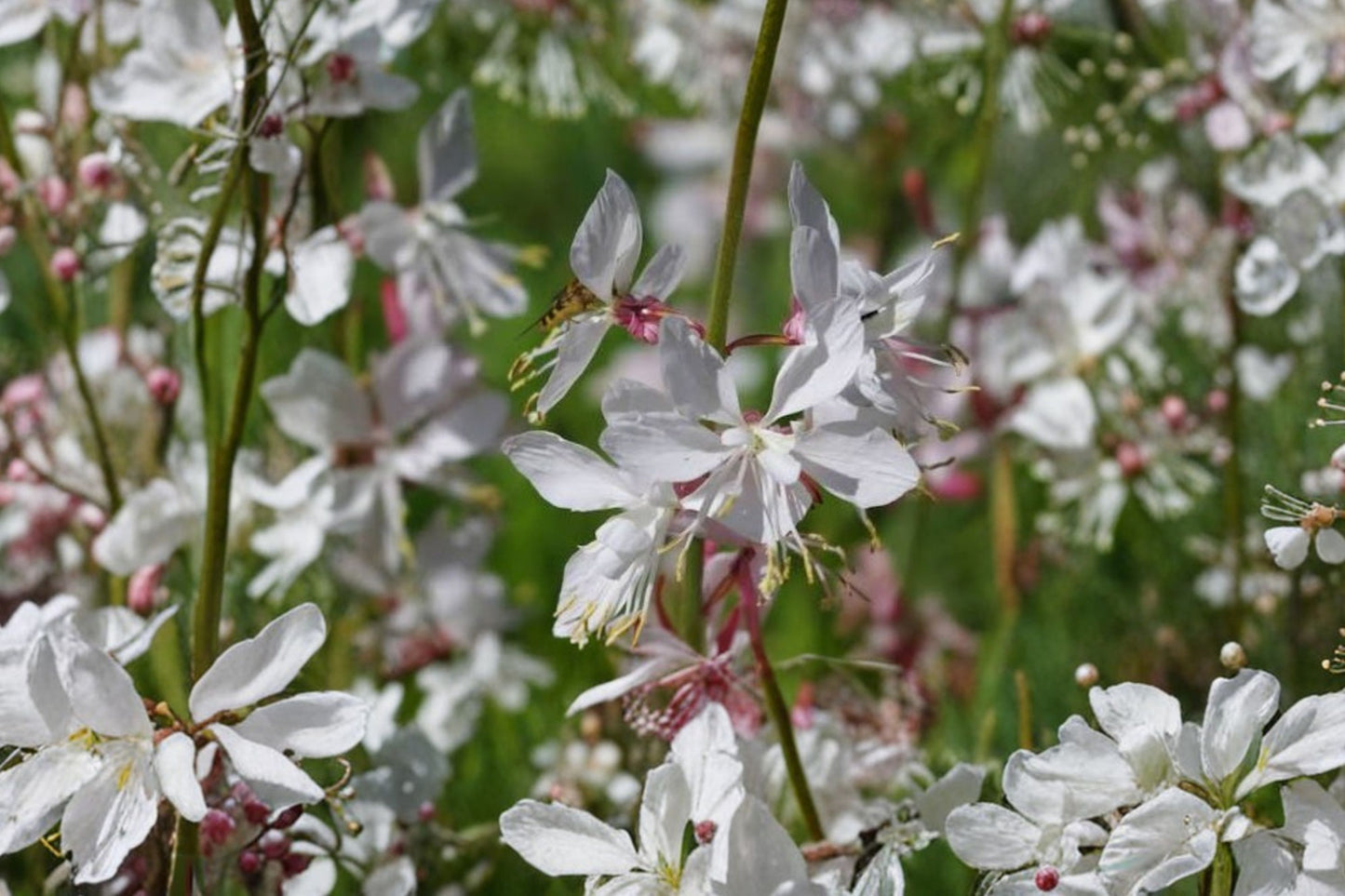 Silver Fountain Gaura Live Plant | Oenothera lindheimeri 'Silver Fountain' | White Beeblossom Pollinator Perennial