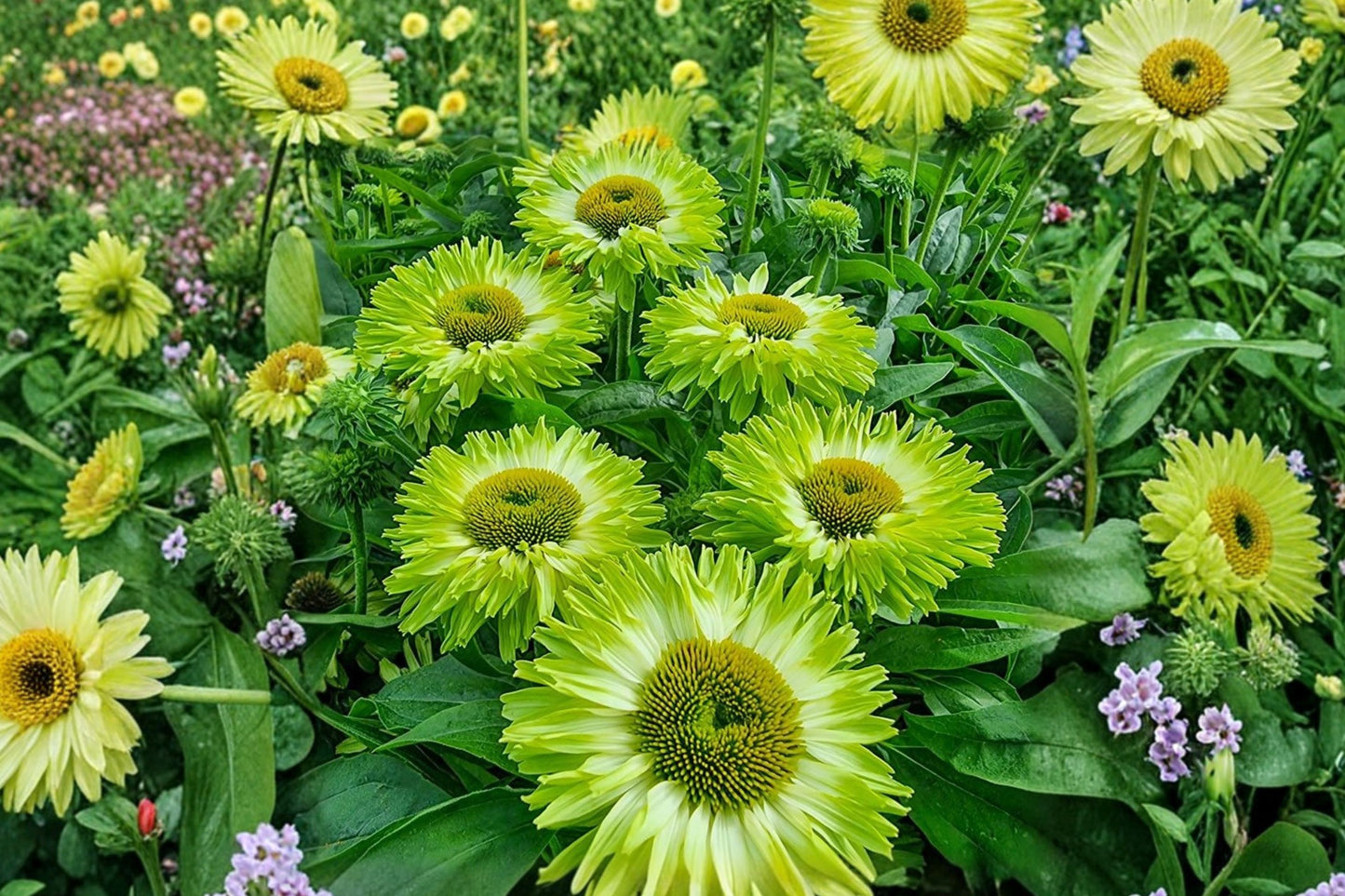 SunSeekers® Apple Green Coneflower Live Plant | Echinacea 'SunSeekers Apple Green' | Green Pollinator Perennial