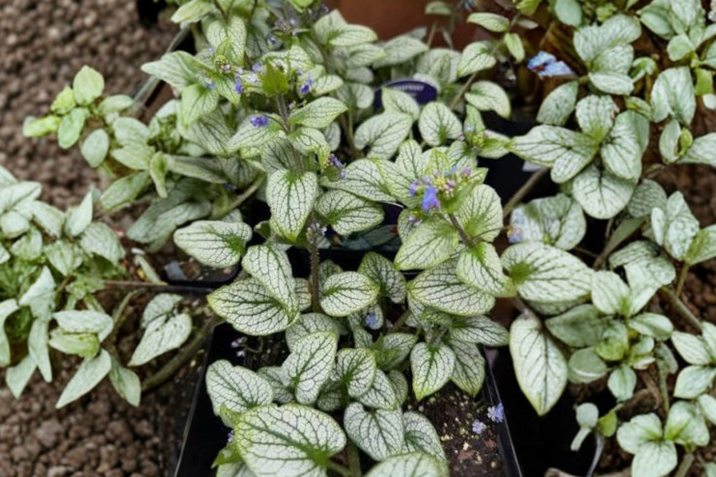 Permafrost Brunnera Live Plant | Brunnera macrophylla 'Permafrost' | Variegated Siberian Bugloss Shade Perennial