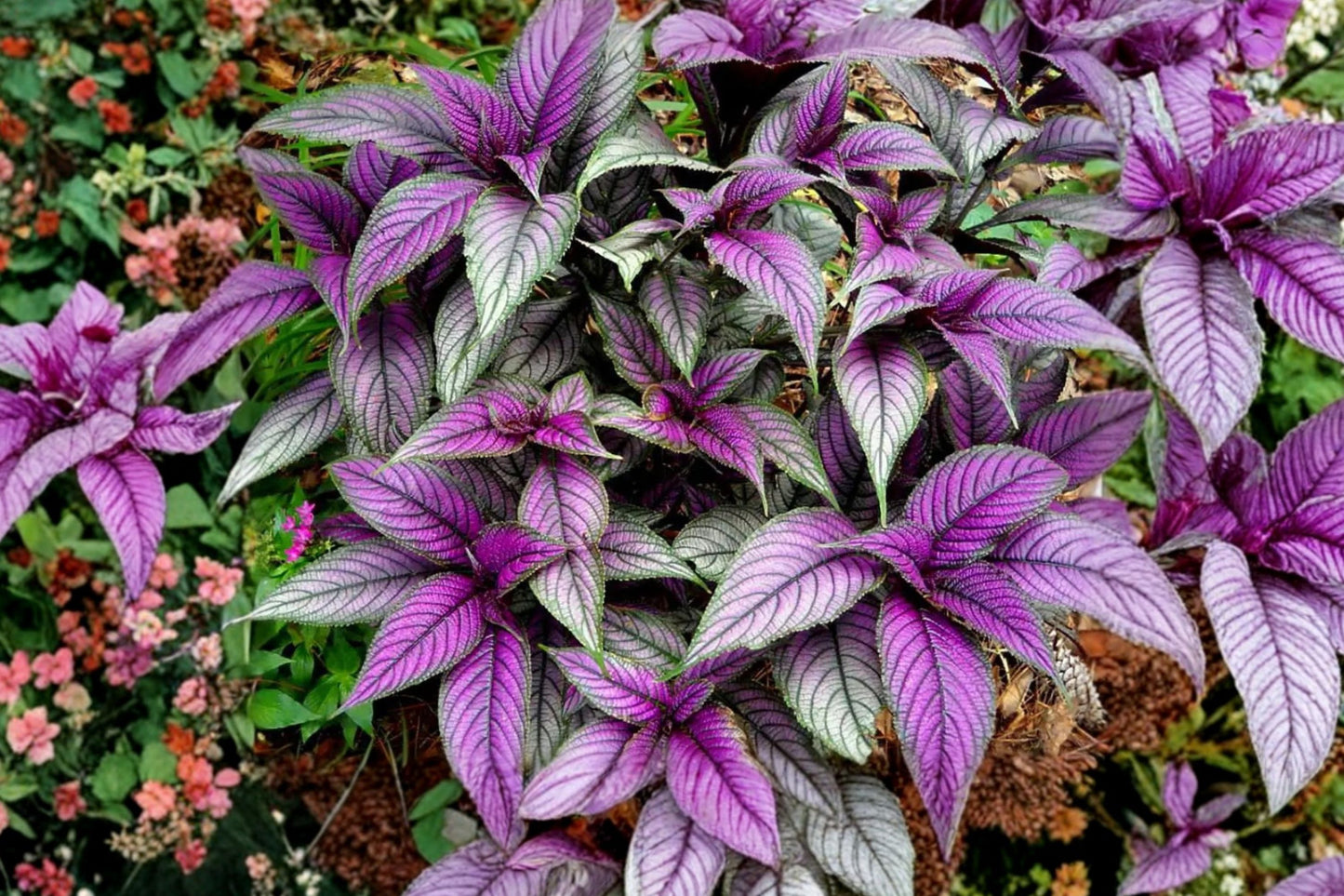 Persian Shield Live Plant | Strobilanthes dyerianus | Iridescent Purple Foliage Tropical Houseplant