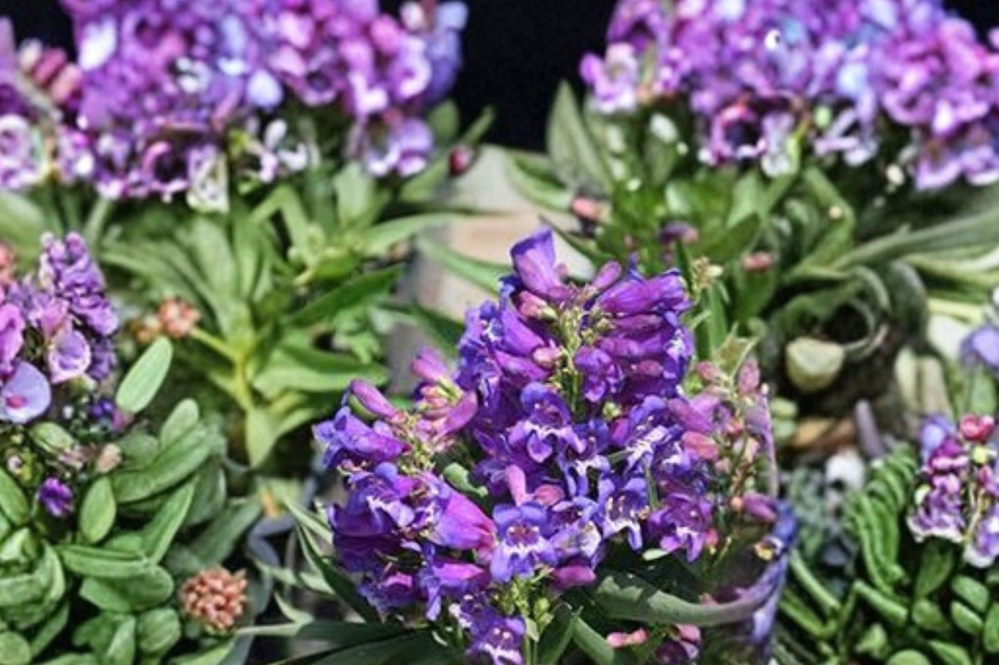 Rock Candy® Purple Penstemon Live Plant | Penstemon barbatus 'Rock Candy Purple' | Beardtongue Pollinator Perennial