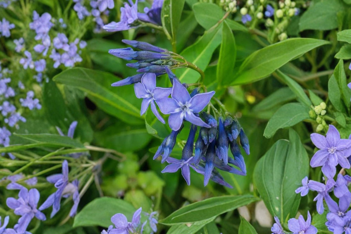 Blue Ice Amsonia Live Plant | Amsonia 'Blue Ice' | Blue Star Flower Pollinator Perennial