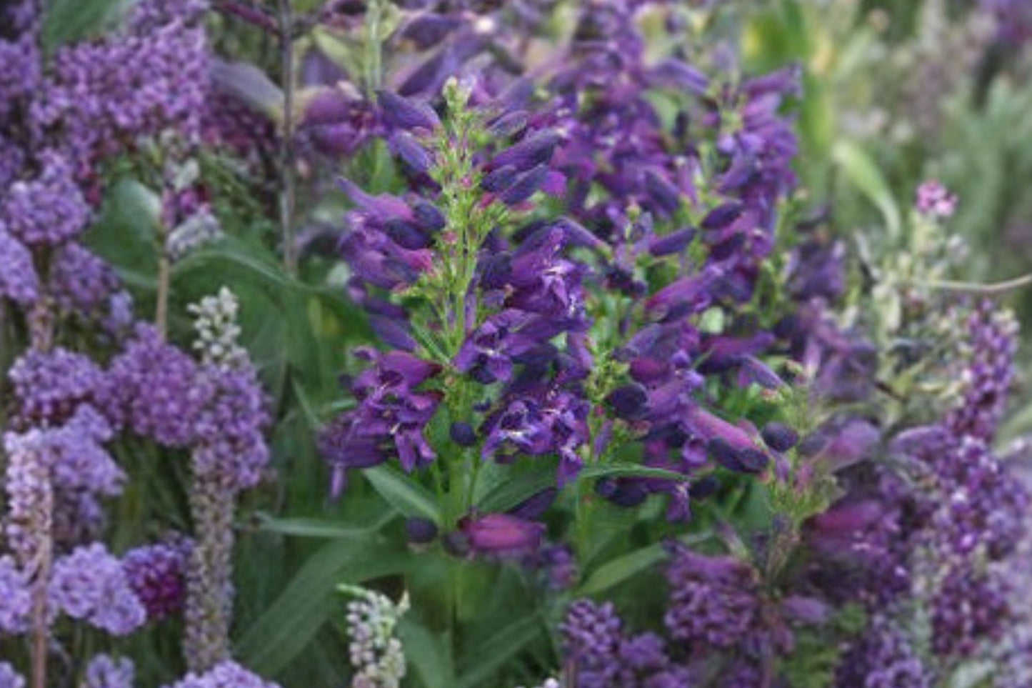 Summit Sweets® Purple Penstemon Live Plant | Penstemon 'Summit Sweets Purple' | Beardtongue Pollinator Perennial