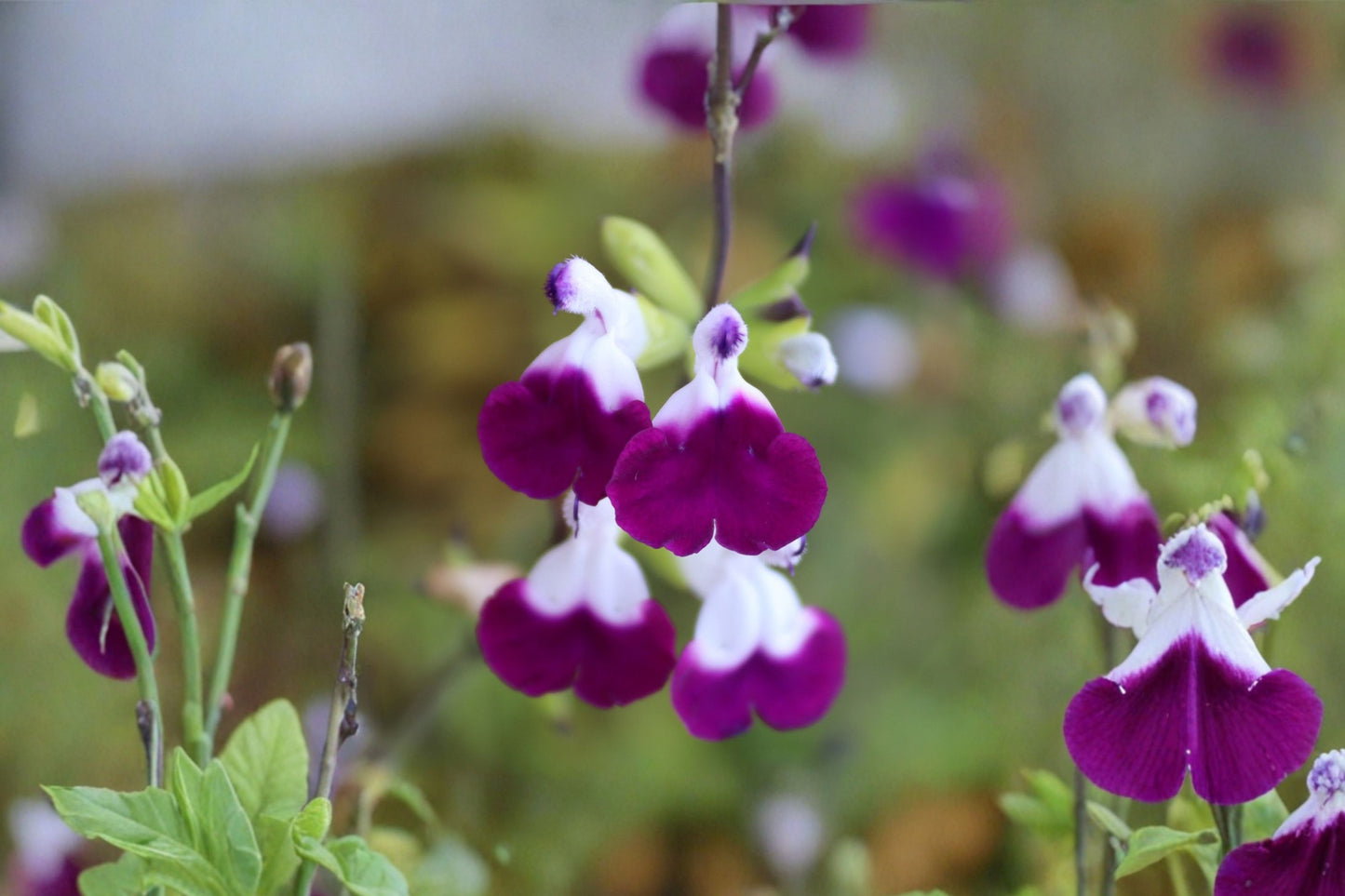 Amethyst Lips Autumn Sage Live Plant | Salvia greggii 'Amethyst Lips' | Purple & White Pollinator Perennial
