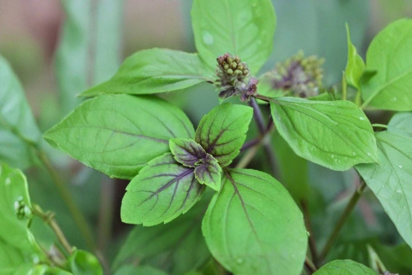 Tree Basil Live Plant | Ocimum suave | Fragrant African Basil Herb Pollinator Plant
