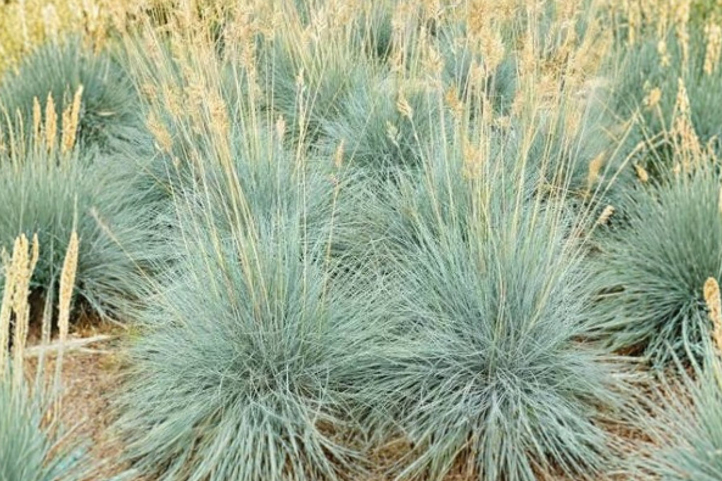 Elijah Blue Fescue Live Plant | Festuca glauca 'Elijah Blue' | Blue Ornamental Grass Drought Tolerant Perennial