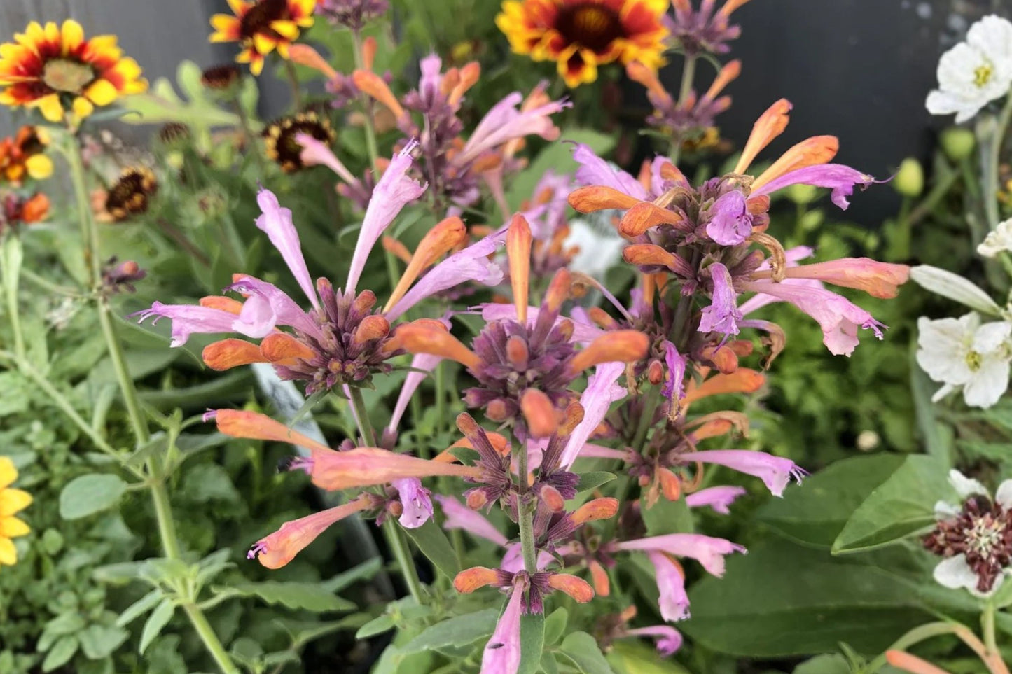 Arizona Sunset Agastache Live Plant | Agastache aurantiaca 'Arizona Sunset' | Hummingbird Mint Pollinator Perennial