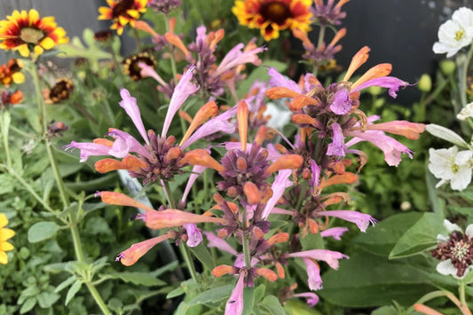 Arizona Sunset Agastache Live Plant | Agastache aurantiaca 'Arizona Sunset' | Hummingbird Mint Pollinator Perennial