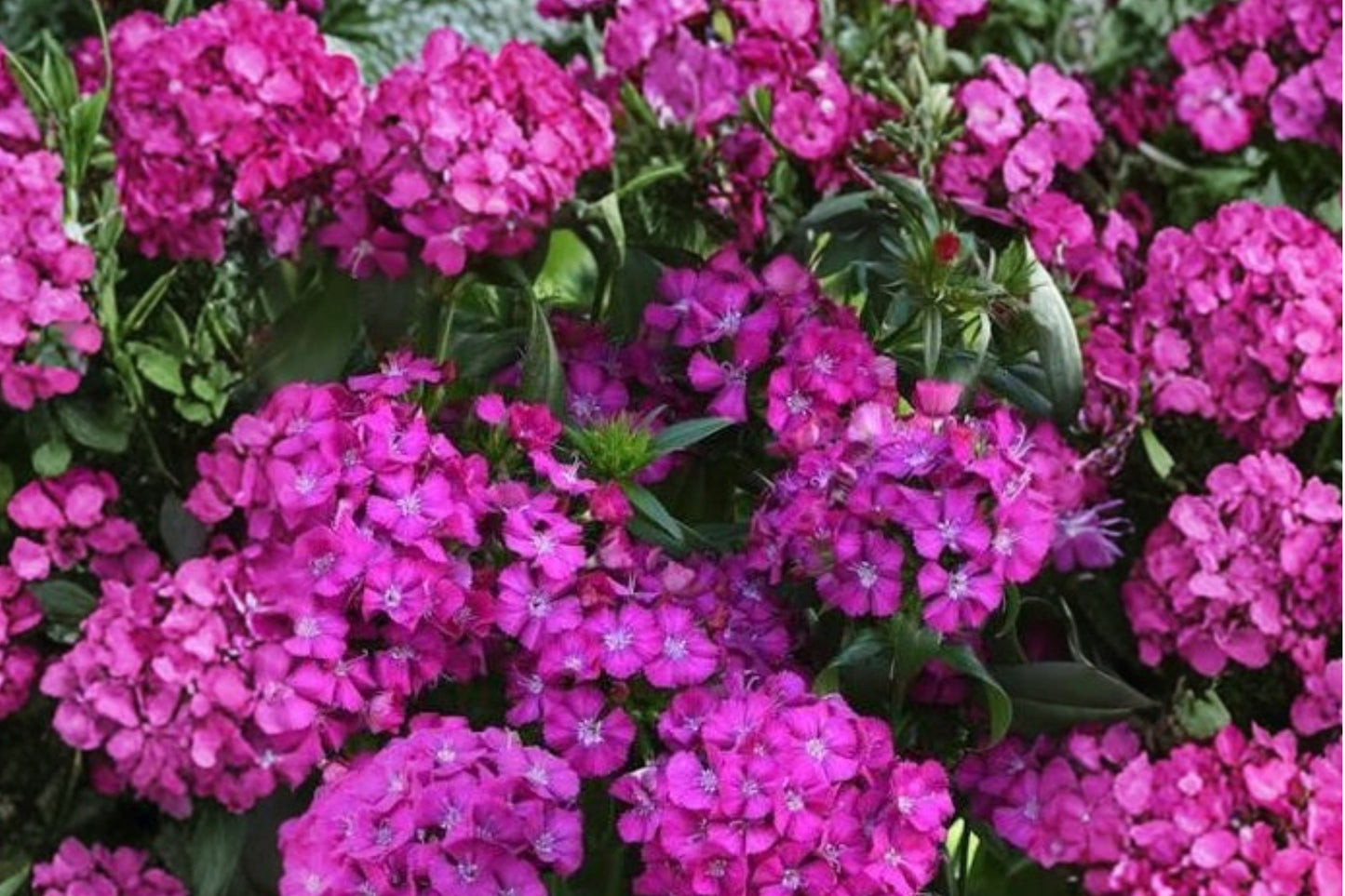 Jolt Purple Dianthus Live Plant | Dianthus Interspecific 'Jolt Purple' | Fragrant Purple Flowers Pollinator Perennial