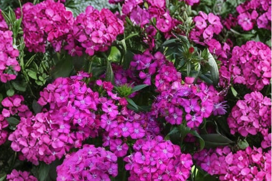 Jolt Purple Dianthus Live Plant | Dianthus Interspecific 'Jolt Purple' | Fragrant Purple Flowers Pollinator Perennial