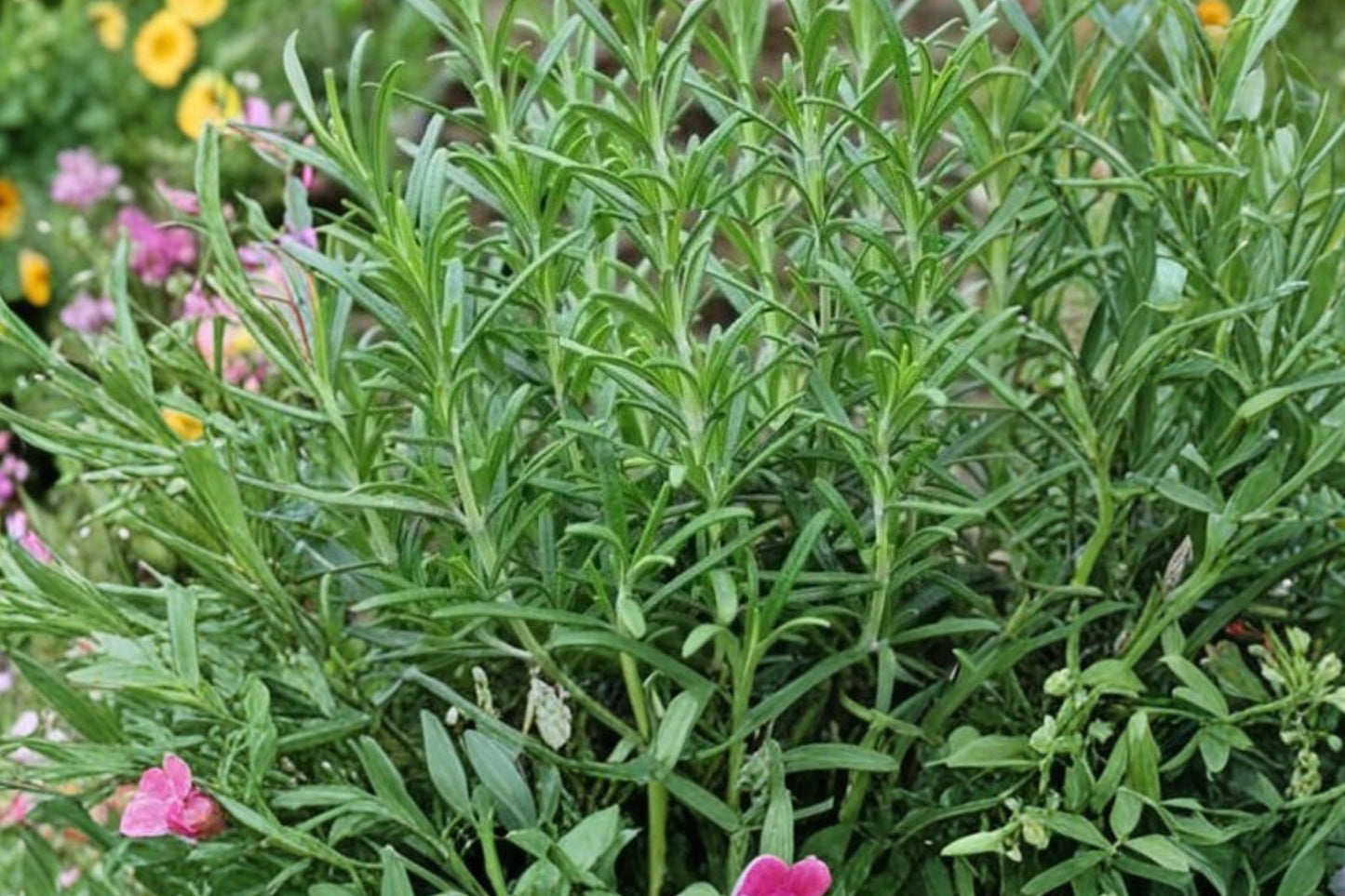 Taurentius Rosemary Live Plant | Salvia rosmarinus 'Taurentius' | Fragrant Culinary Herb Evergreen Perennial
