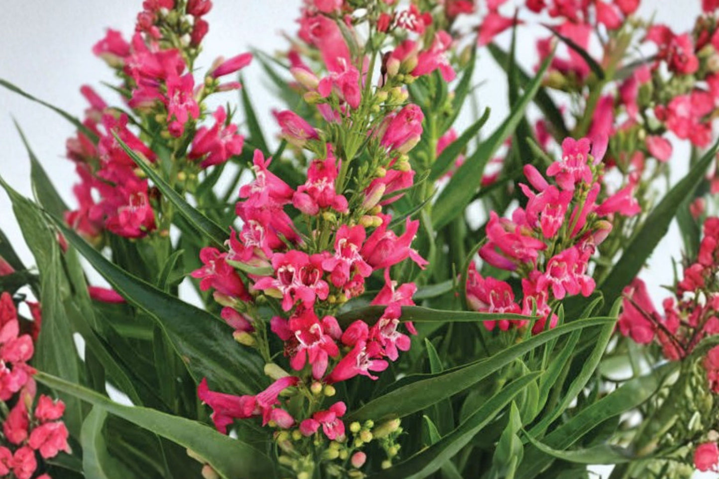 Summit Sweets Ruby Beardtongue Live Plant | Penstemon 'Summit Sweets Ruby' | Red Pollinator Perennial