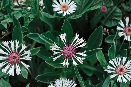 Amethyst in Snow Mountain Bluet Live Plant | Centaurea montana 'Amethyst in Snow' | White & Purple Pollinator Perennial