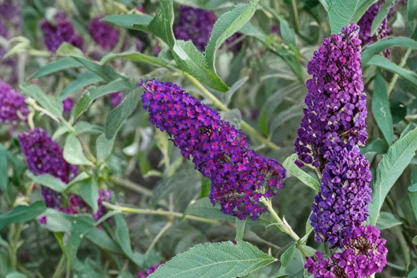 Monarch Dark Dynasty Butterfly Bush Live Plant | Buddleia davidii 'Monarch Dark Dynasty' | Purple Pollinator Shrub