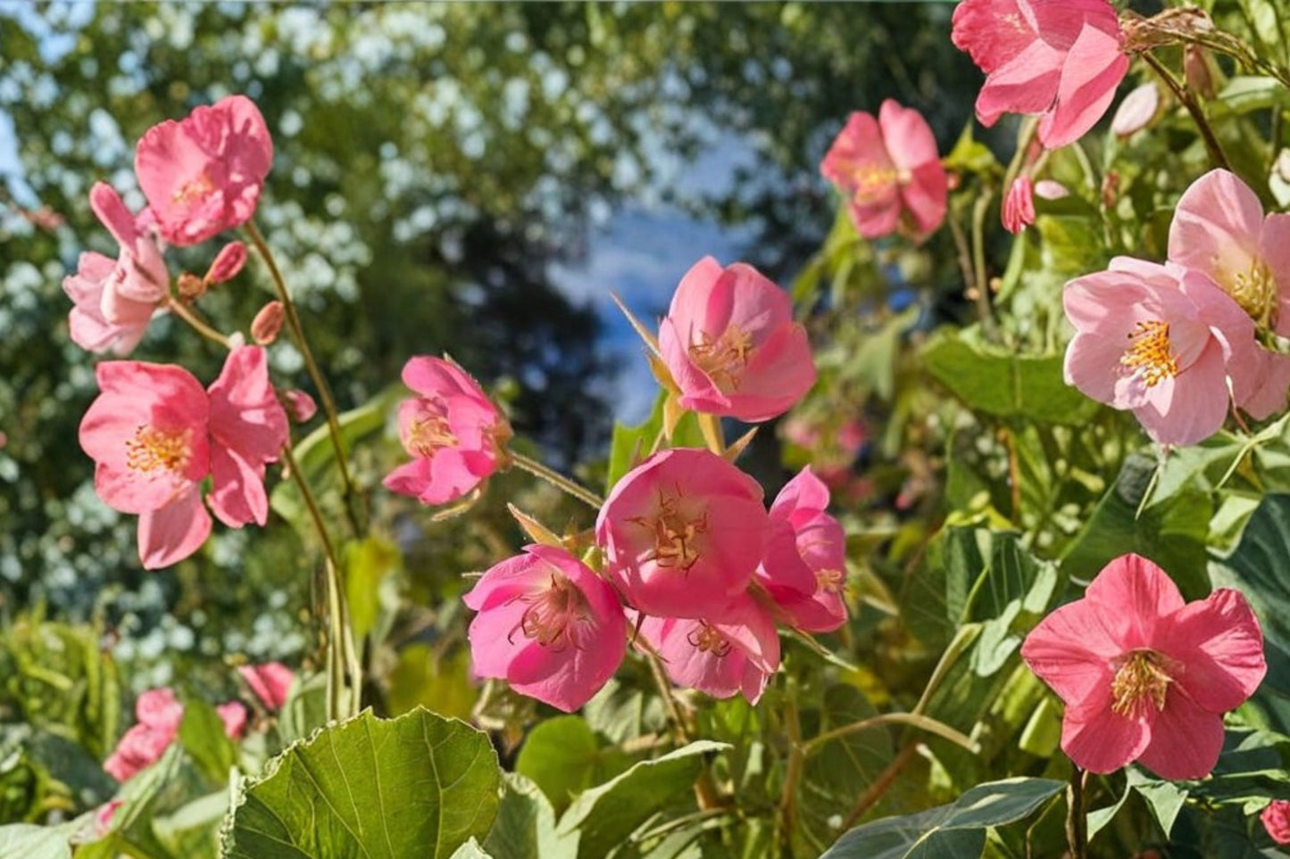 Showy Pink Oregano Live Plant | Origanum sipyleum | Turkish Oregano Fragrant Herb Pink Bracts Pollinator Perennial