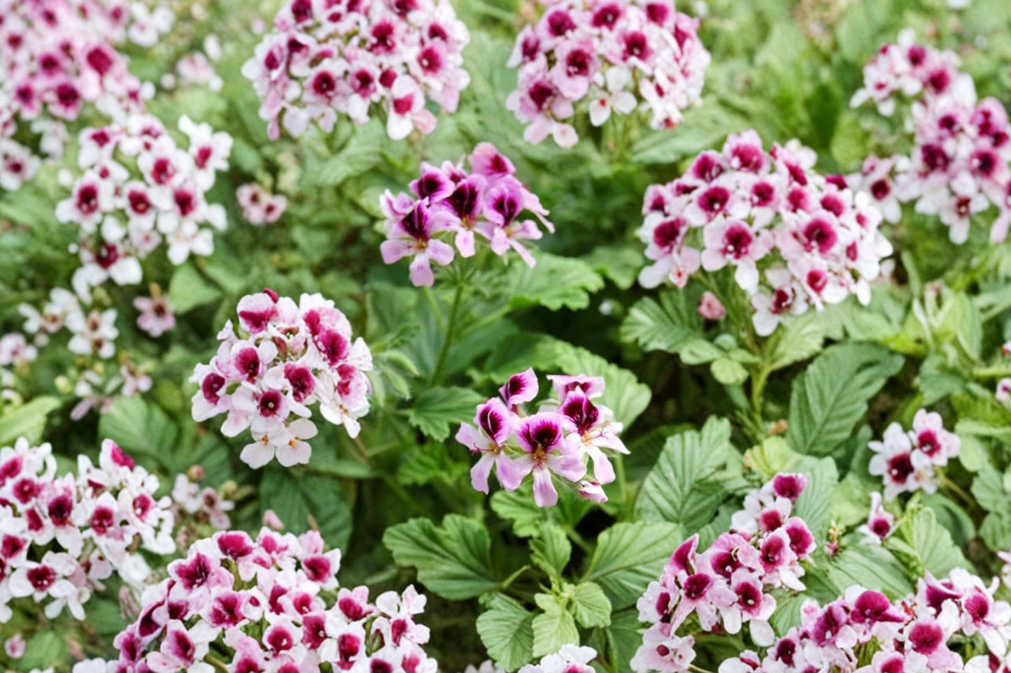 Lemon Meringue Scented Geranium Live Plant | Pelargonium 'Lemon Meringue' | Fragrant Citrus Herb Lavender Pink Blooms