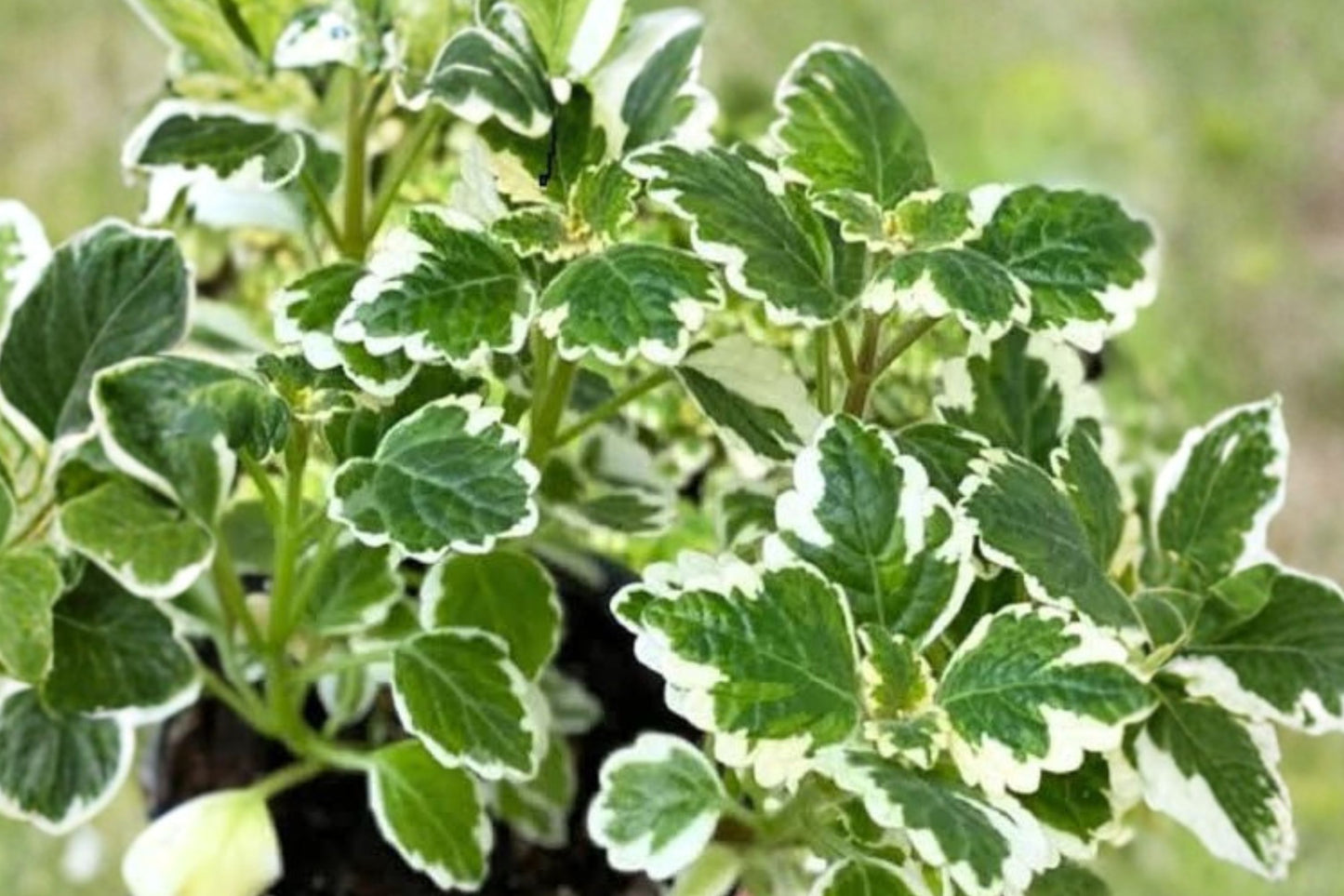 Silver Swedish Ivy Live Plant | Plectranthus argentatus | Silver Foliage Houseplant Trailing Container Plant