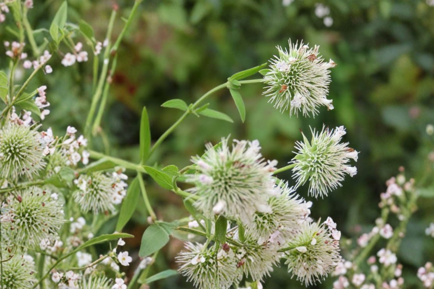 Savannah Mountain Mint Live Plant | Pycnanthemum flexuosum 'Savannah' | Native Pollinator Herb Perennial