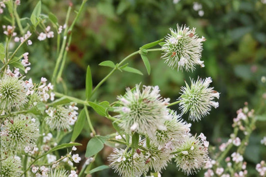 Savannah Mountain Mint Live Plant | Pycnanthemum flexuosum 'Savannah' | Native Pollinator Herb Perennial