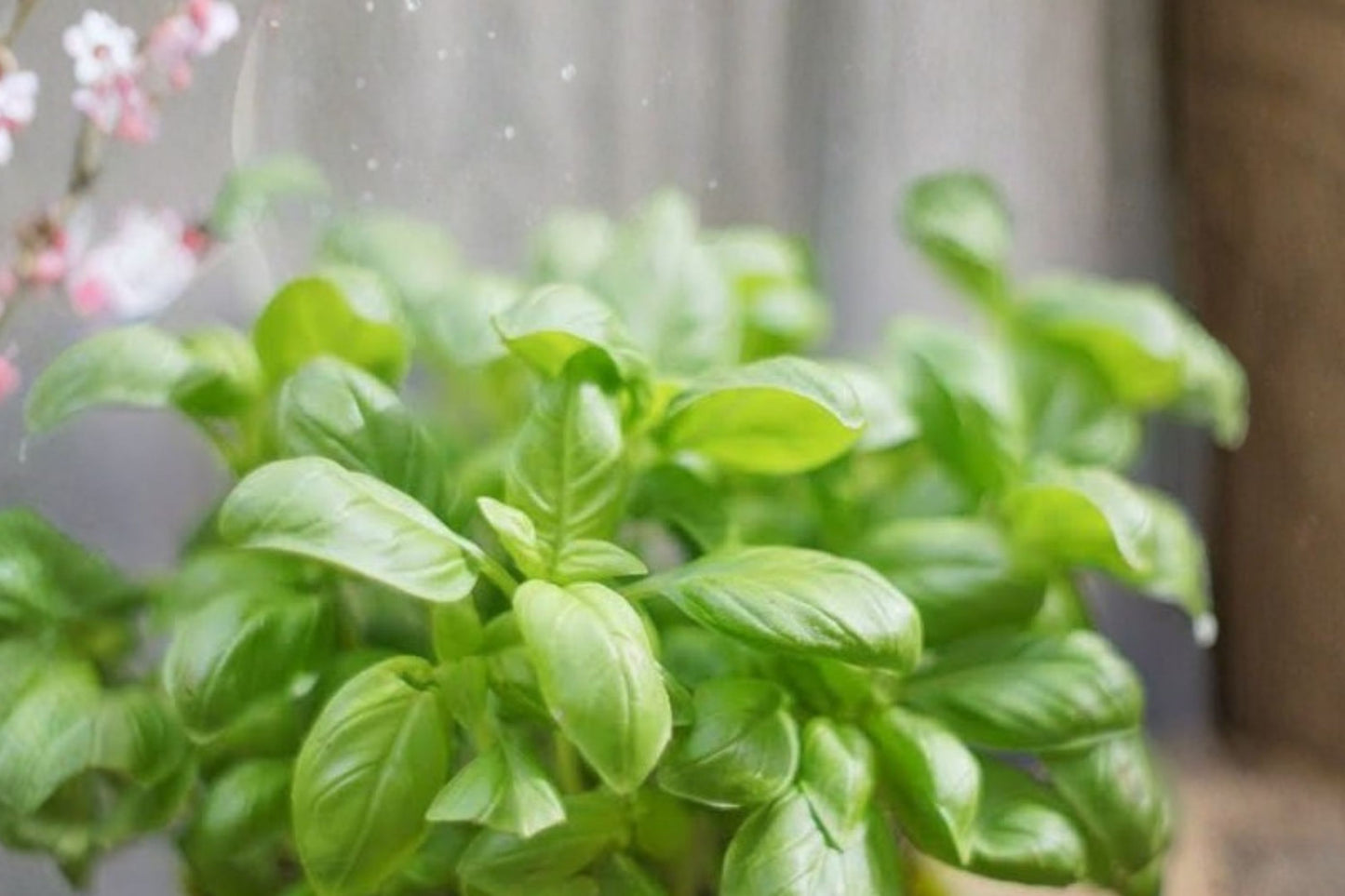 Spice Basil Live Plant | Ocimum basilicum | Fragrant Culinary Sweet Basil Herb Garden Plant