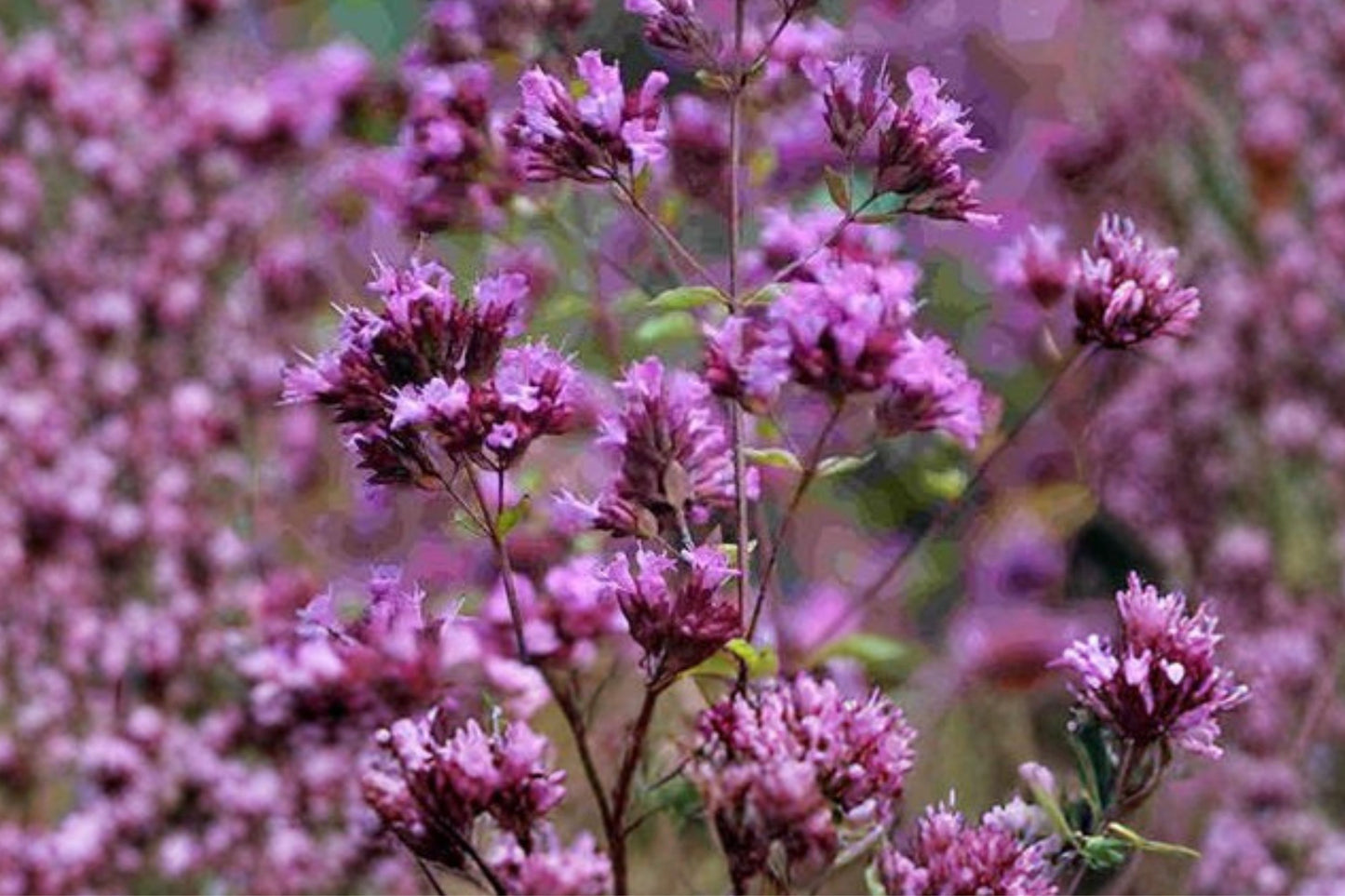 Hopley's Purple Oregano Live Plant | Origanum laevigatum 'Hopley's Purple' | Fragrant Ornamental Herb Pollinator Perennial