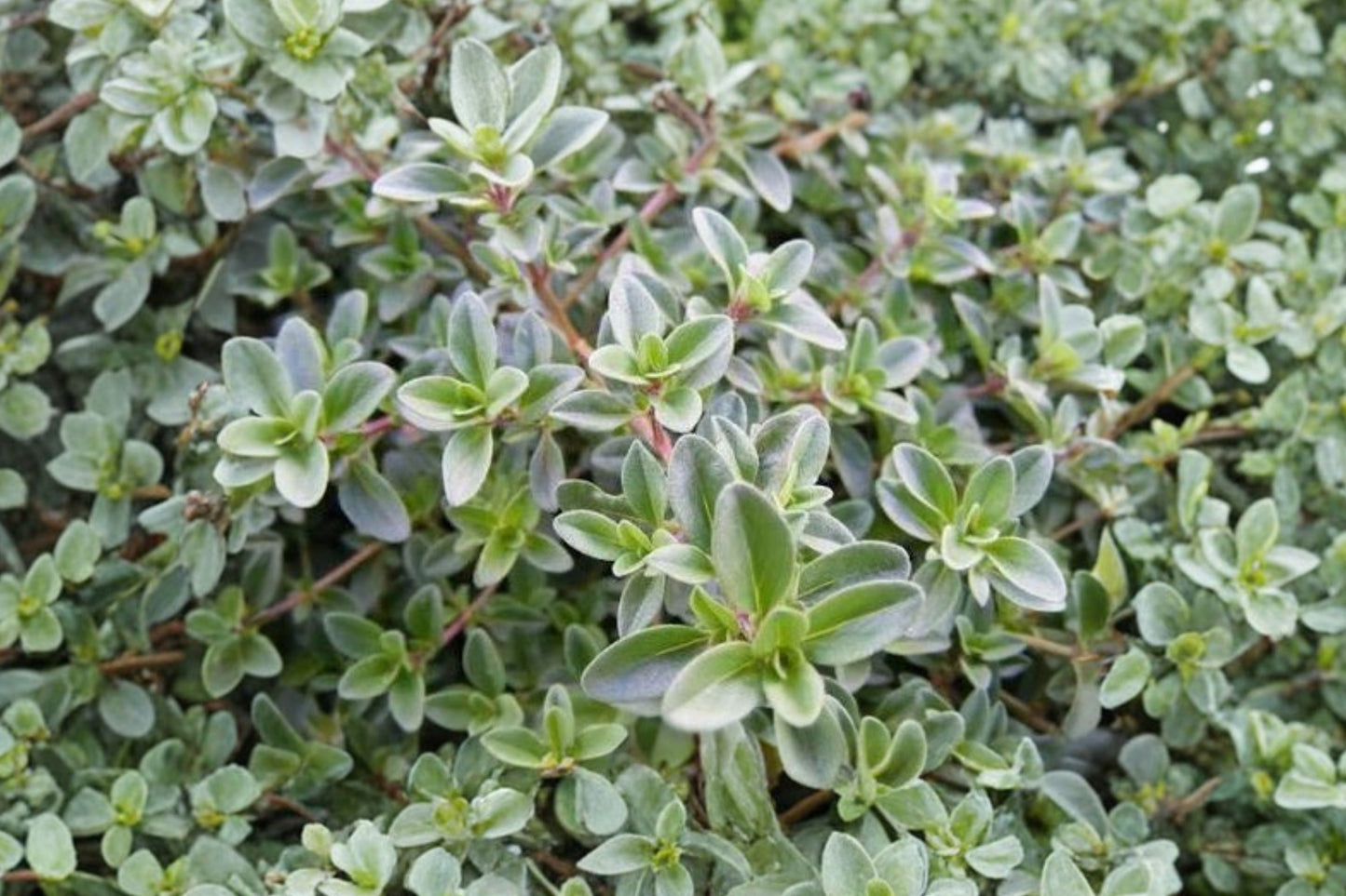 Cape May Thyme Live Plant | Thymus pulegioides 'Cape May' | Fragrant Culinary Herb Pollinator Perennial