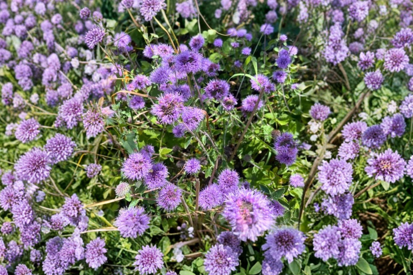 Purple Coyote Mint Live Plant | Monardella purpurea | Native Pollinator Perennial Fragrant Herb