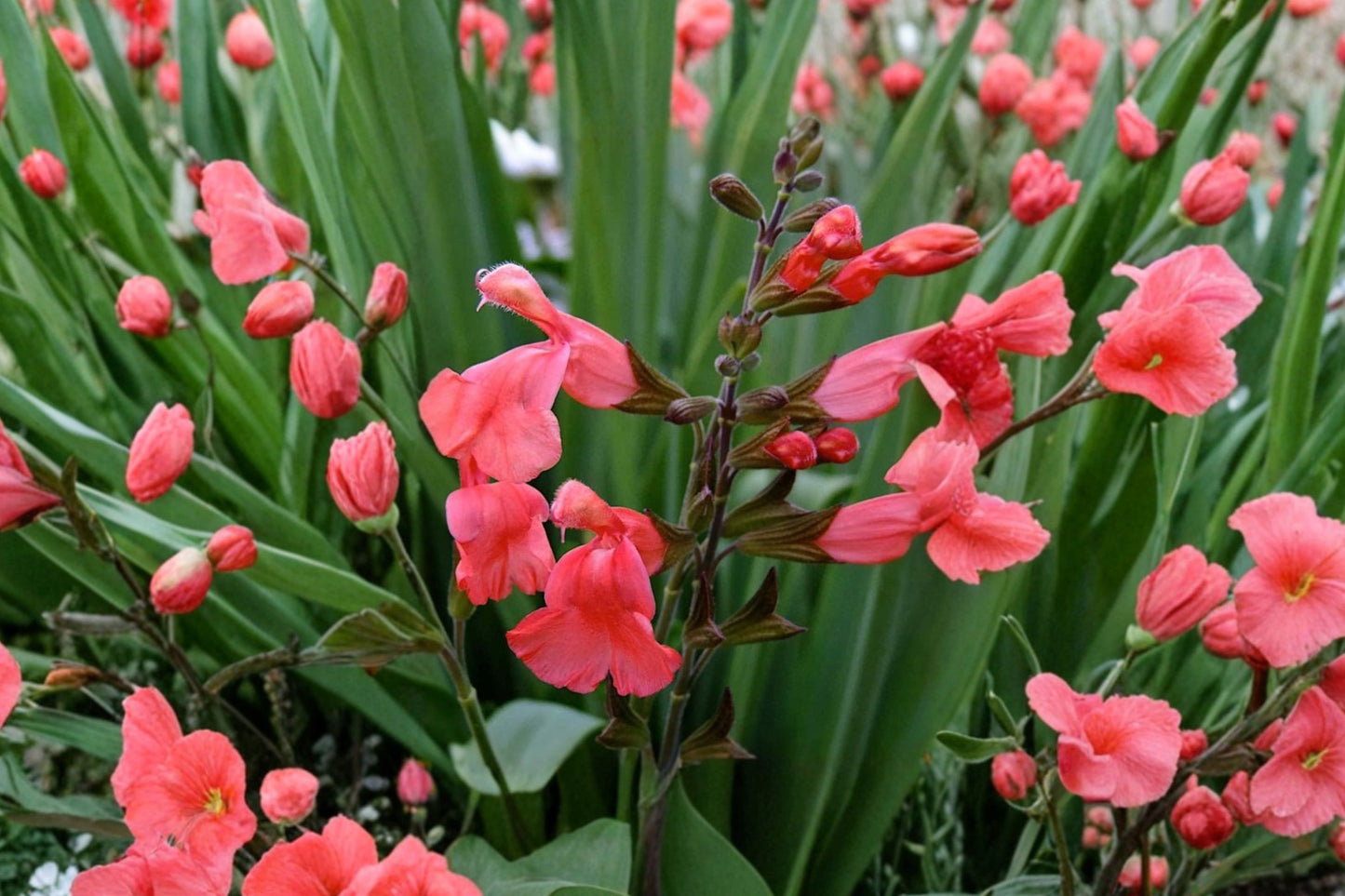 Peach Cobbler Autumn Sage Live Plant | Salvia greggii 'Peach Cobbler' | Peach Pollinator Perennial