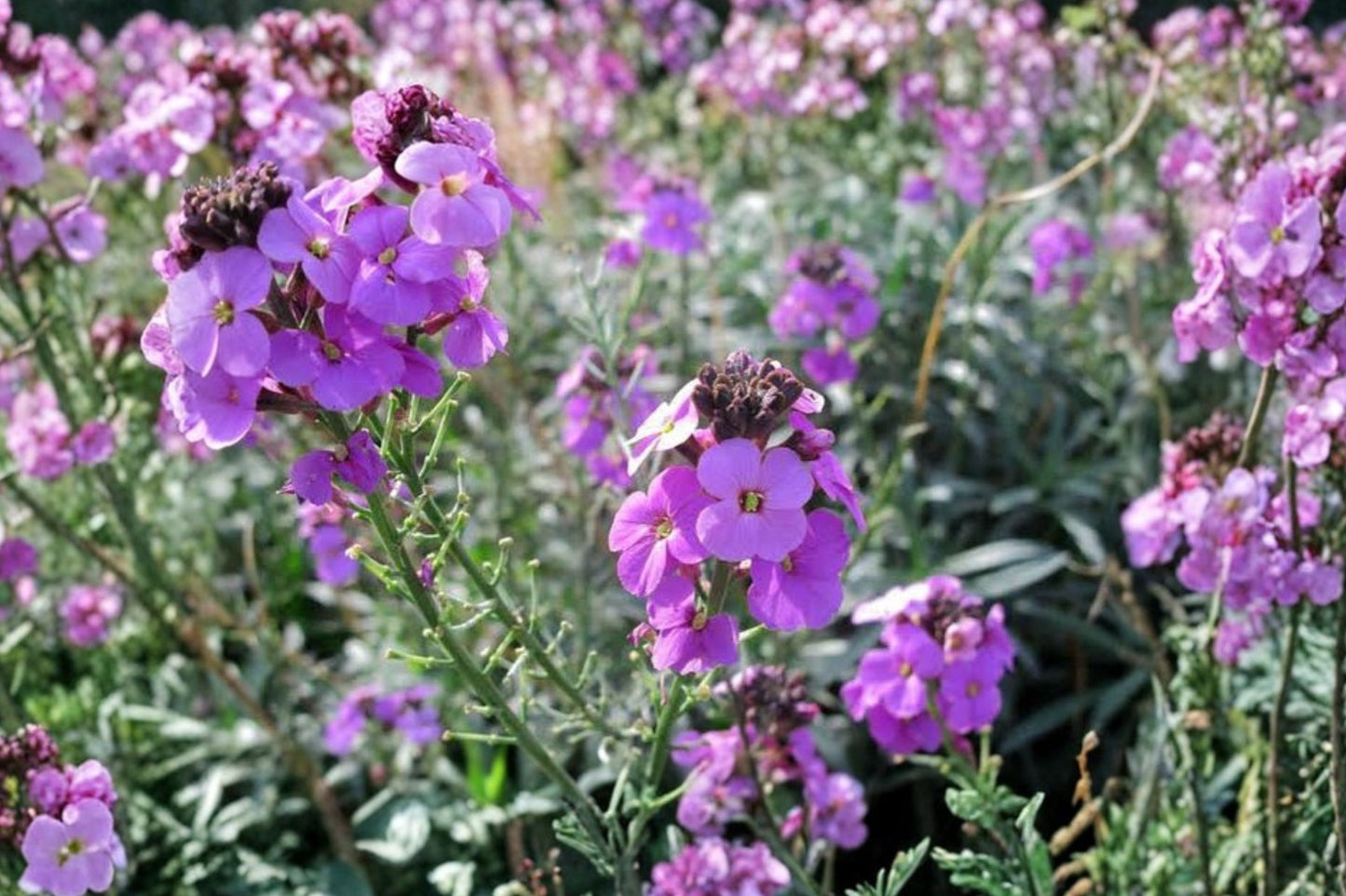 Bowles Mauve Wallflower Live Plant | Erysimum 'Bowles Mauve' | Evergreen Purple Blooms Pollinator Perennial