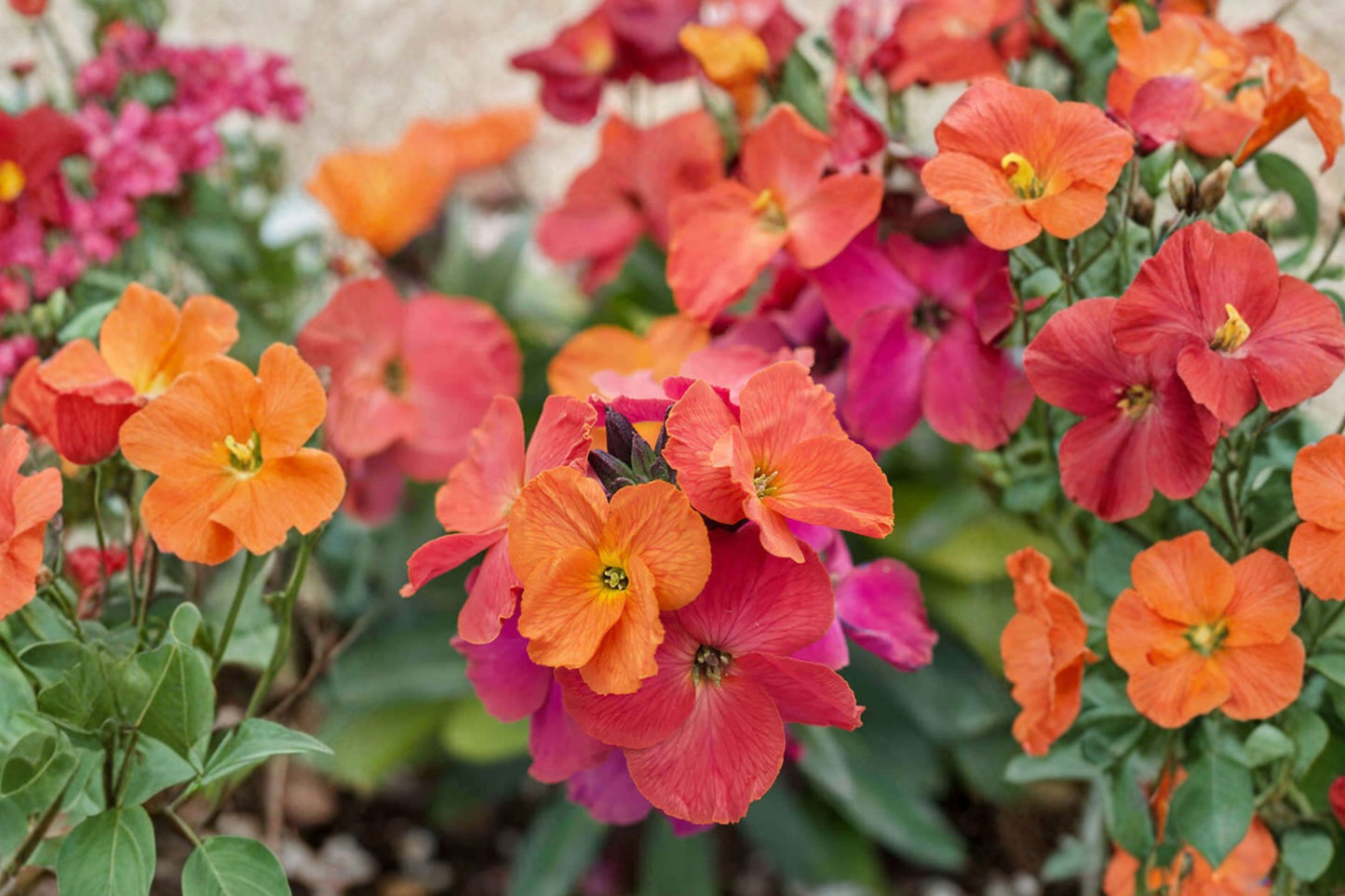 Winter Orchid Wallflower Live Plant | Erysimum 'Winter Orchid' | Fragrant Purple Blooms Evergreen Pollinator Perennial
