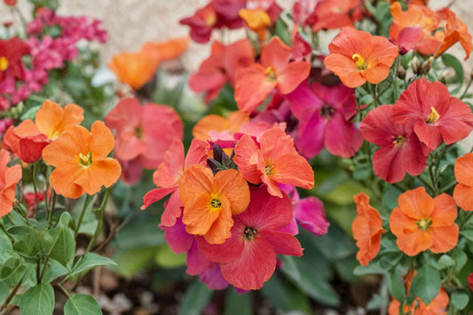 Winter Orchid Wallflower Live Plant | Erysimum 'Winter Orchid' | Fragrant Purple Blooms Evergreen Pollinator Perennial