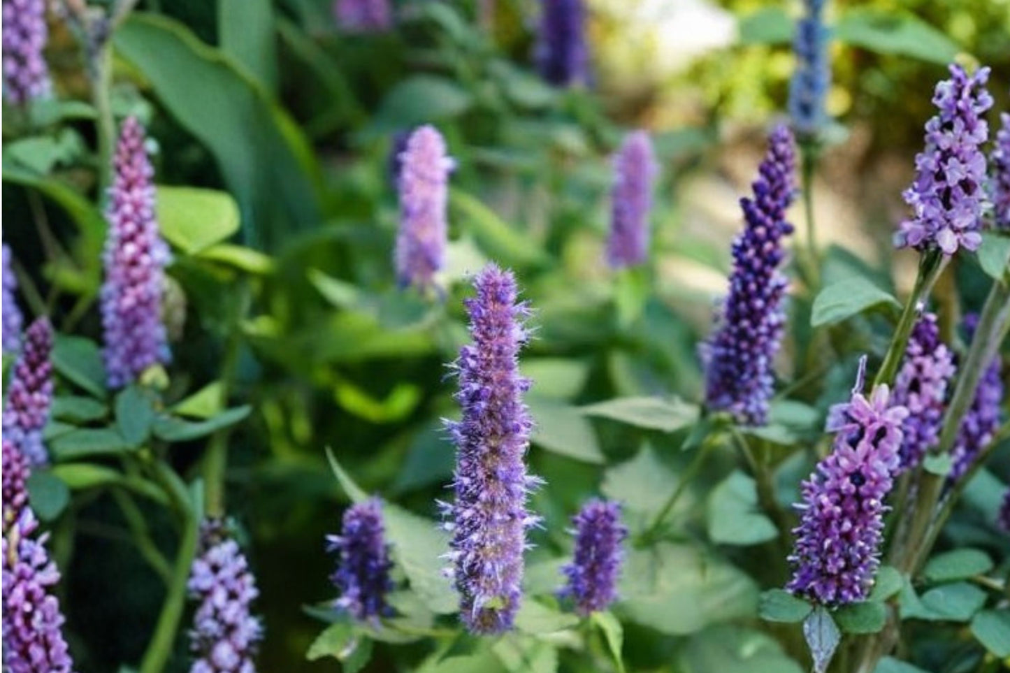 Purple Haze Anise Hyssop Live Plant | Agastache 'Purple Haze' | Fragrant Pollinator Perennial Hummingbird Plant