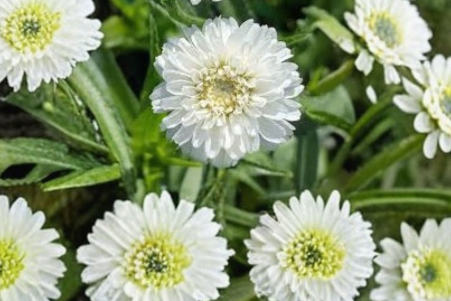 Peter Cottontail Yarrow Live Plant | Achillea ptarmica 'Peter Cottontail' | White Blooms Pollinator Perennial
