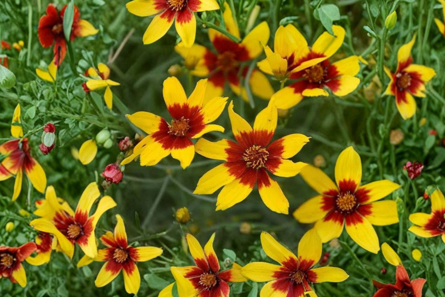 Sizzle & Spice Curry Up Threadleaf Coreopsis Live Plant | Coreopsis verticillata 'Curry Up' | Yellow Pollinator Perennial