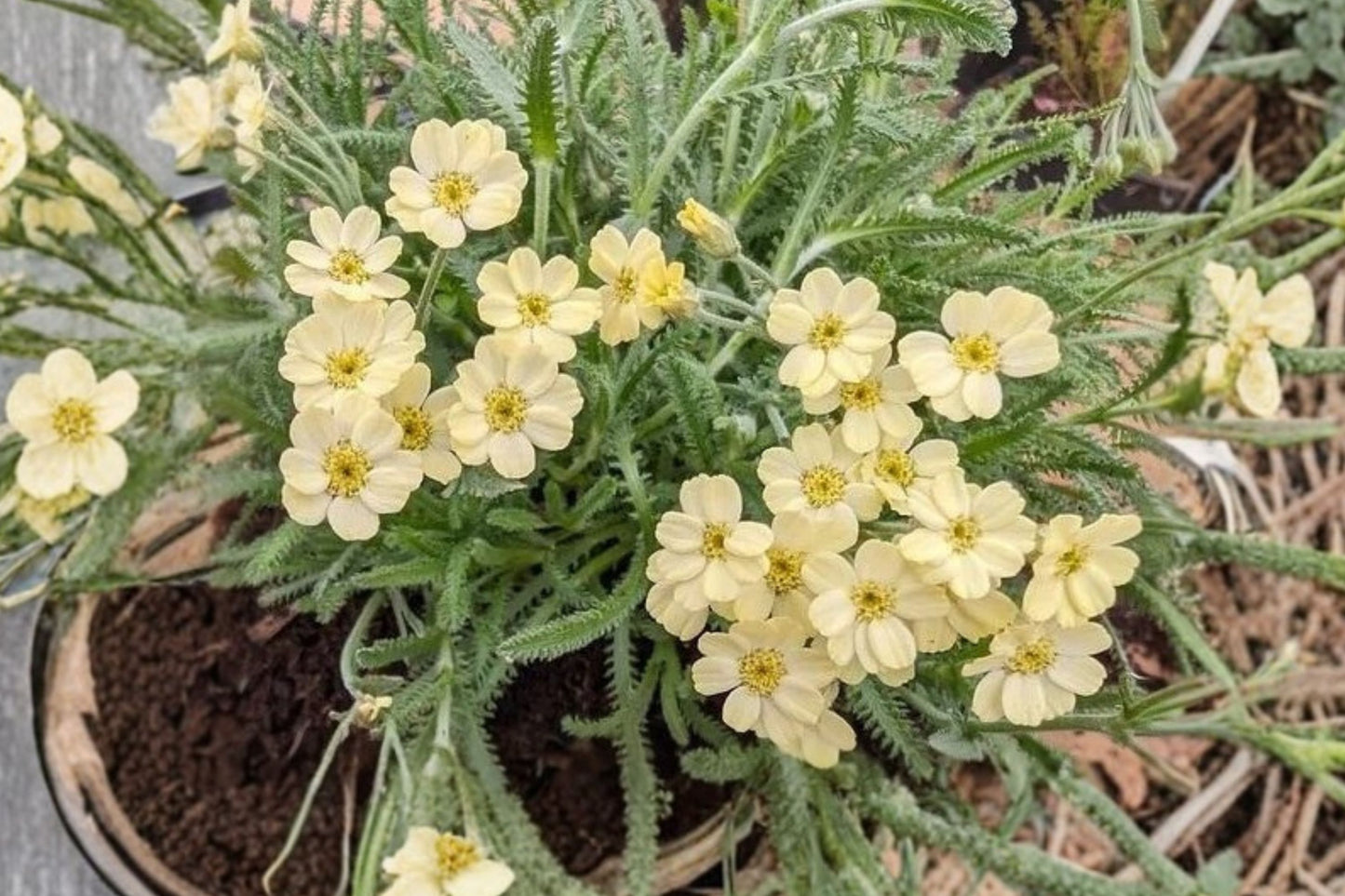 King Edward Yarrow Live Plant | Achillea × lewisii 'King Edward' | Pink Pollinator Perennial