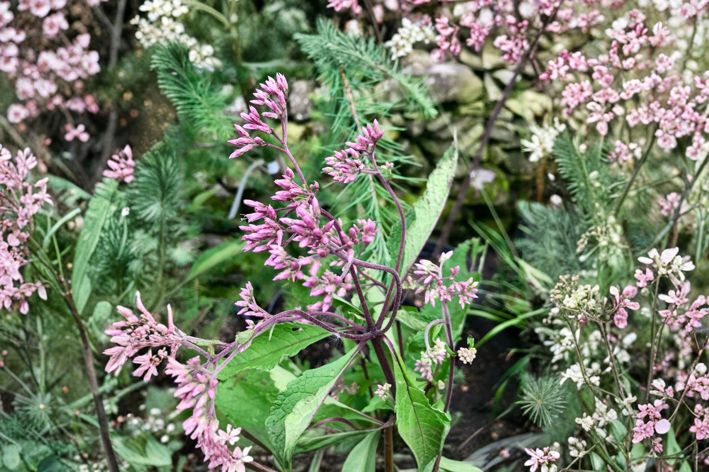 Gateway Joe Pye Weed Live Plant | Eupatorium maculatum 'Gateway' | Pink Pollinator Native Perennial