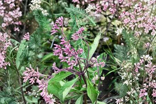 Gateway Joe Pye Weed Live Plant | Eupatorium maculatum 'Gateway' | Pink Pollinator Native Perennial