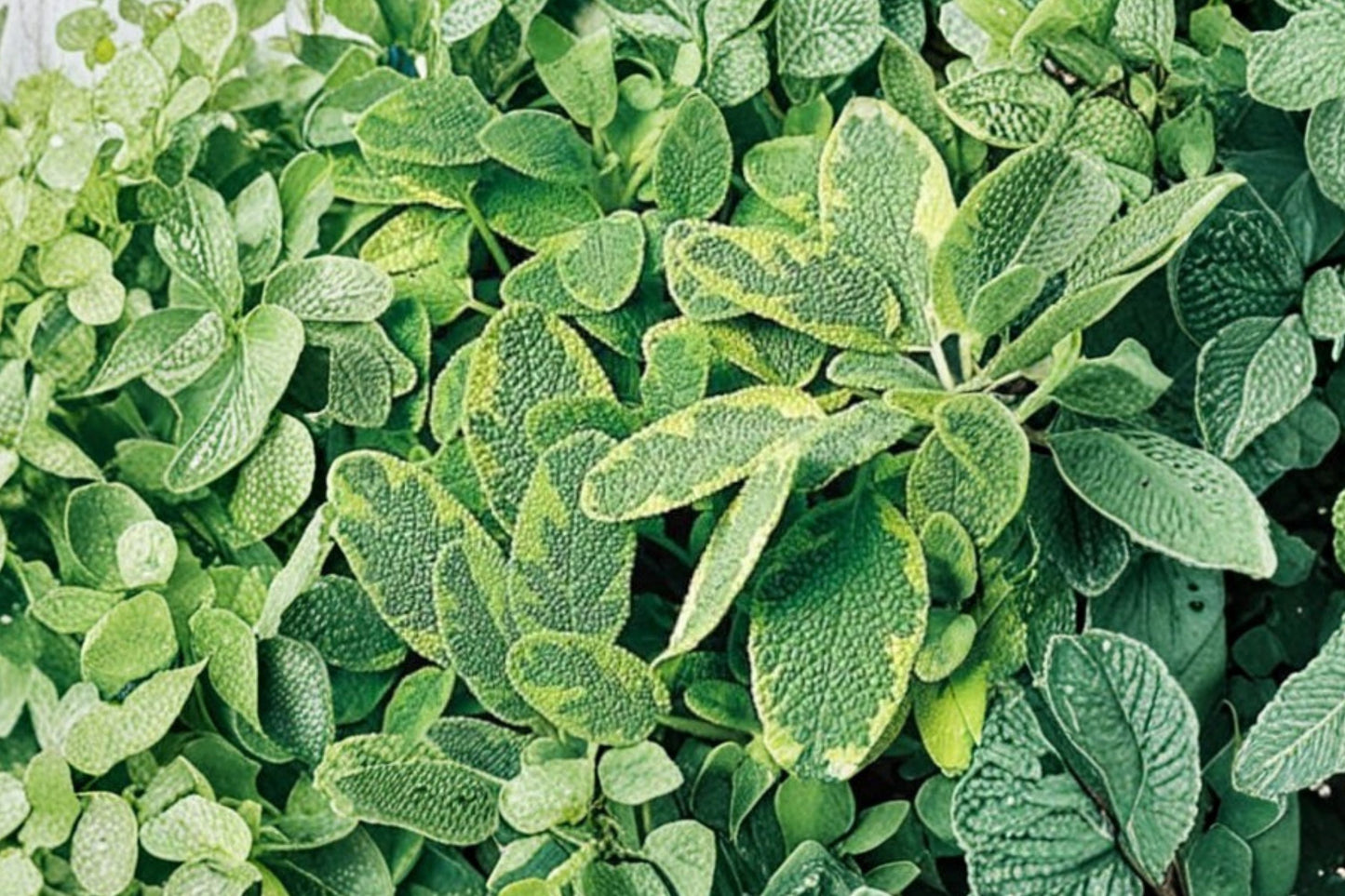 Golden Sage Live Plant | Salvia officinalis 'Aurea' | Variegated Culinary Herb Fragrant Perennial