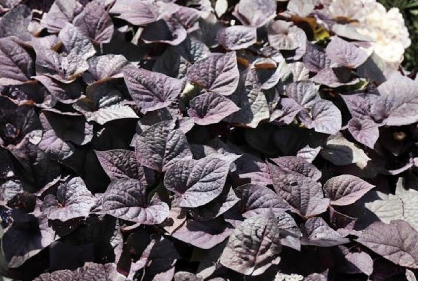 FloraMia Cameo Sweet Potato Vine Live Plant | Ipomoea batatas 'FloraMia Cameo' | Ornamental Trailing Foliage