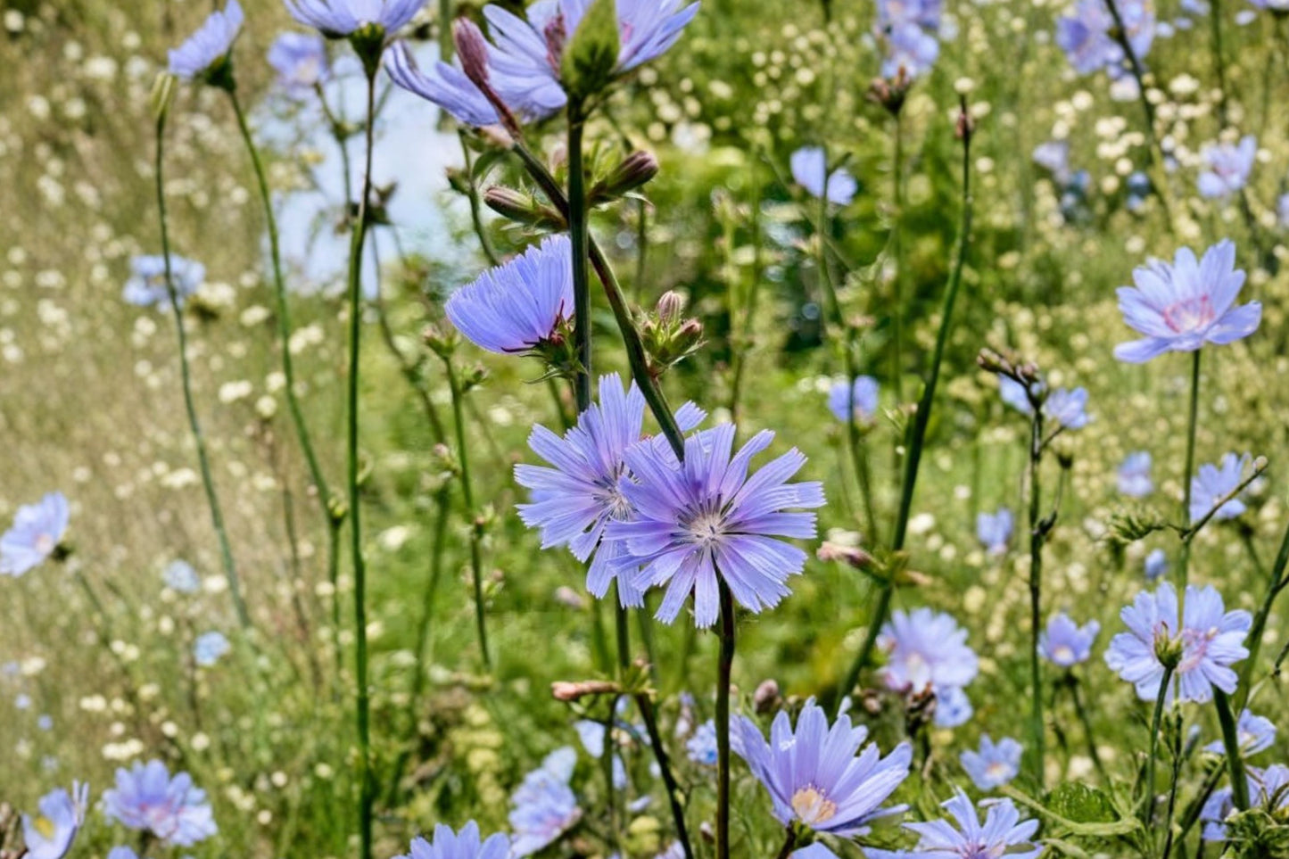 Chicory Live Plant | Cichorium intybus | Blue Flower Native Pollinator Perennial Edible Herb