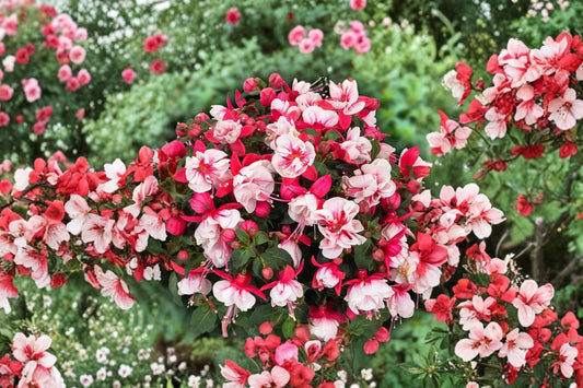 Ballerina Balancé Fuchsia Live Plant | Fuchsia 'Ballerina Balancé' | Hanging Basket Pink White Flowers