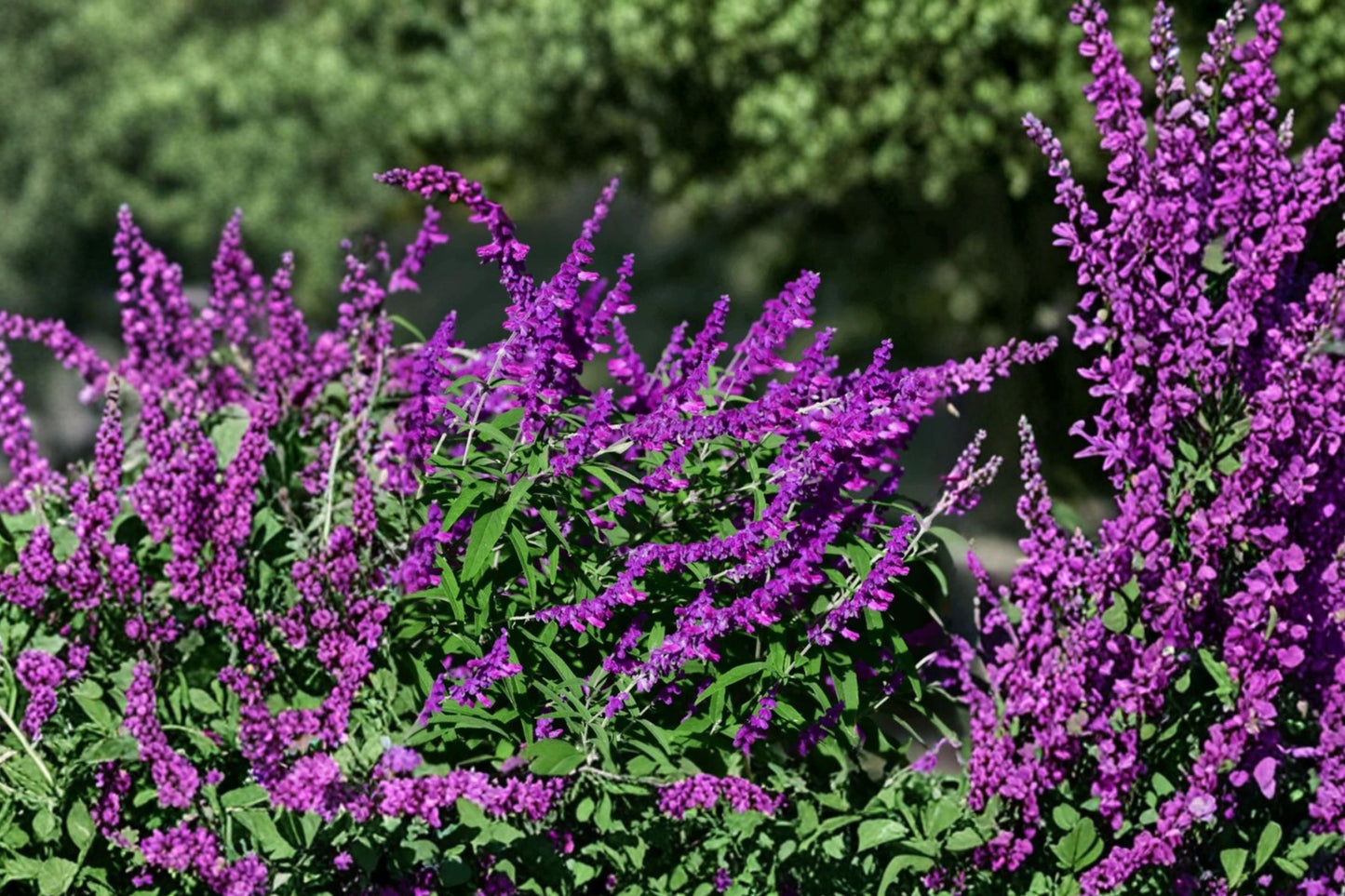 Santa Barbara Mexican Bush Sage Live Plant | Salvia leucantha 'Santa Barbara' | Purple Pollinator Perennial