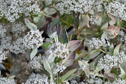 Smokey Mountain Mint Live Plant | Pycnanthemum 'Smokey' | Native Pollinator Perennial Fragrant Herb