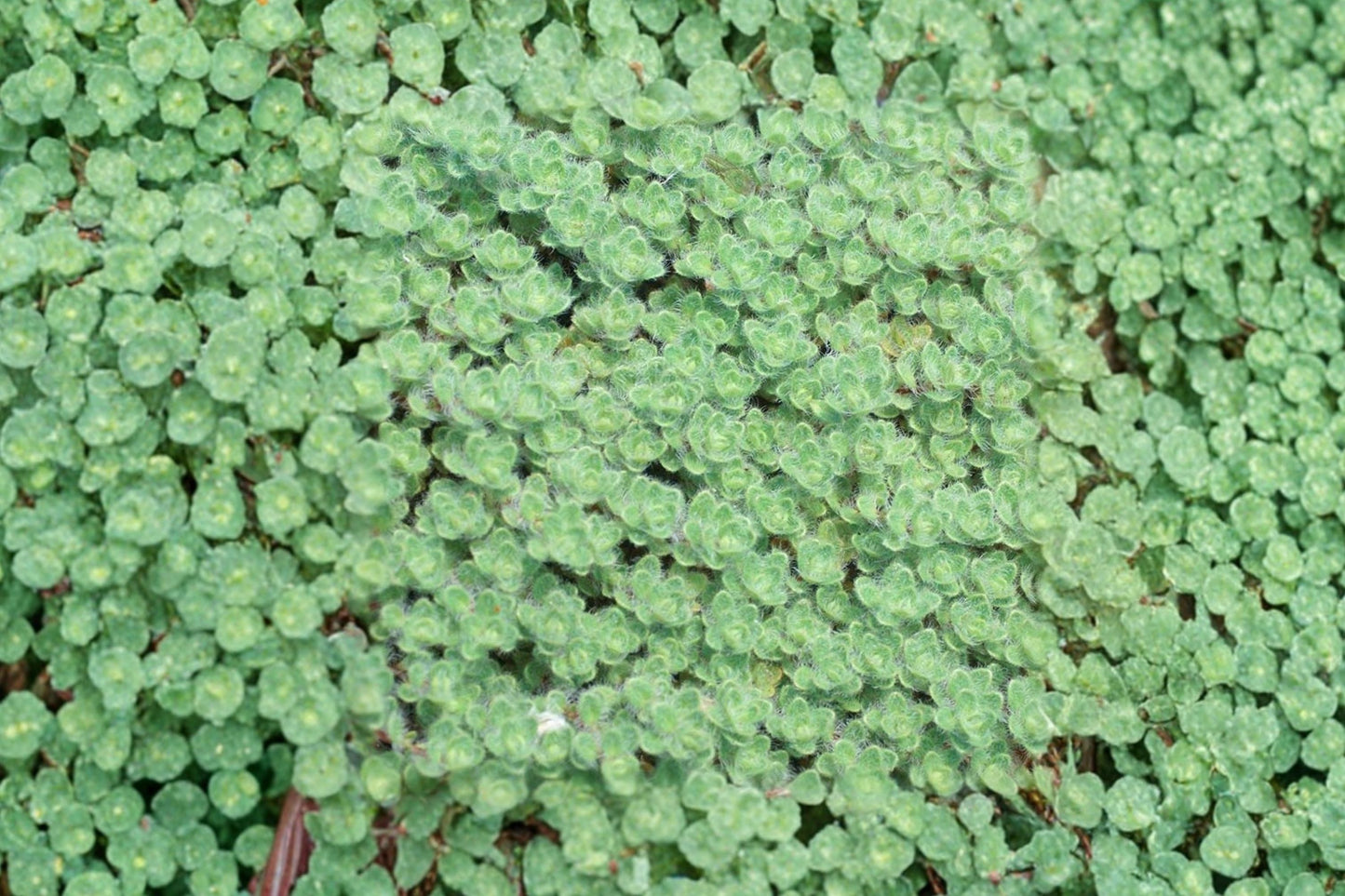 Praecox Woolly Thyme Live Plant | Thymus praecox | Silver Foliage Ground Cover Pollinator Perennial