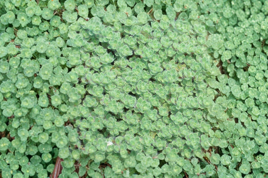 Praecox Woolly Thyme Live Plant | Thymus praecox | Silver Foliage Ground Cover Pollinator Perennial