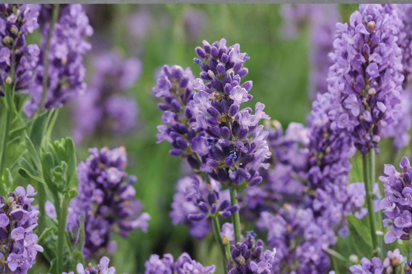 Plum Power Lavender Live Plant | Lavandula 'Plum Power' | Fragrant Purple Pollinator Perennial Herb