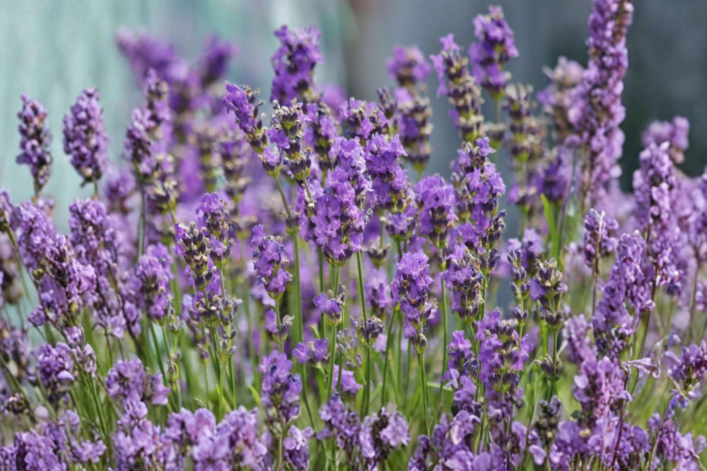 Lavenize® Pom Pom Lavender Live Plant | Lavandula 'Lavenize Pom Pom' | Fragrant Purple Pollinator Perennial