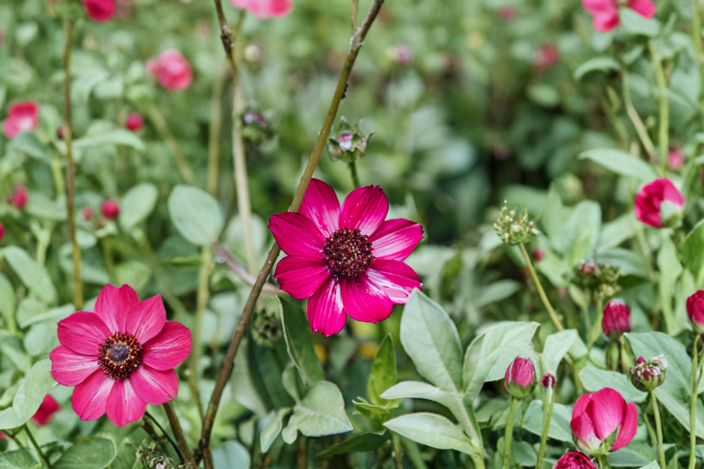 Cherry Chocolate Cosmos Live Plant | Cosmos atrosanguineus | Chocolate-Scented Burgundy Pollinator Perennial