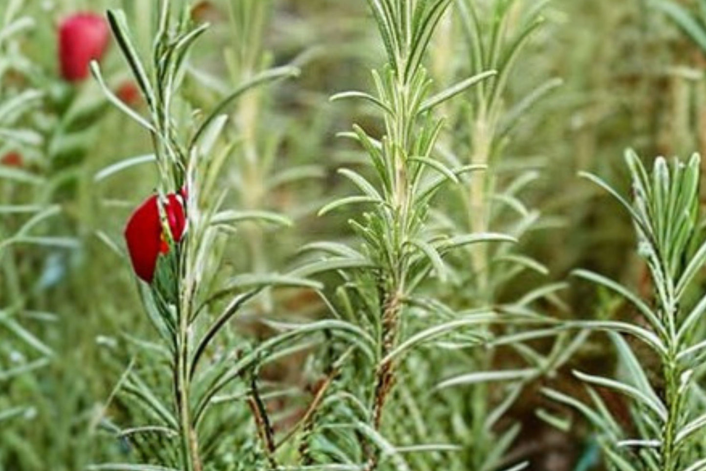 Ingauno Rosemary Live Plant | Salvia rosmarinus 'Ingauno' | Fragrant Culinary Herb Evergreen Perennial